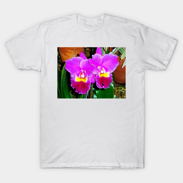 Orchid Study 2 T-Shirt by bobmeyers